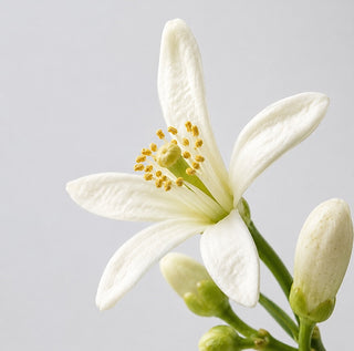 neroli