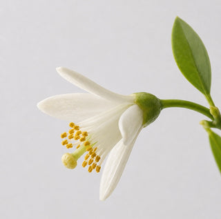 flori de portocal